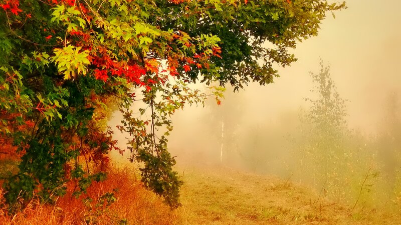Autumn Tree in Fog — Green