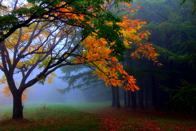 Autumn Tree in Fog — Orange, Misty