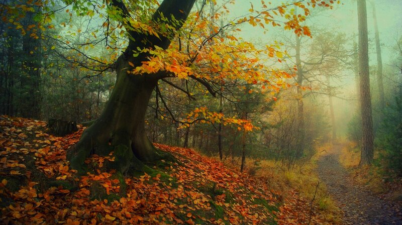 Autumn Tree in Fog — Orange, Serene, Photograph, Forest, Path