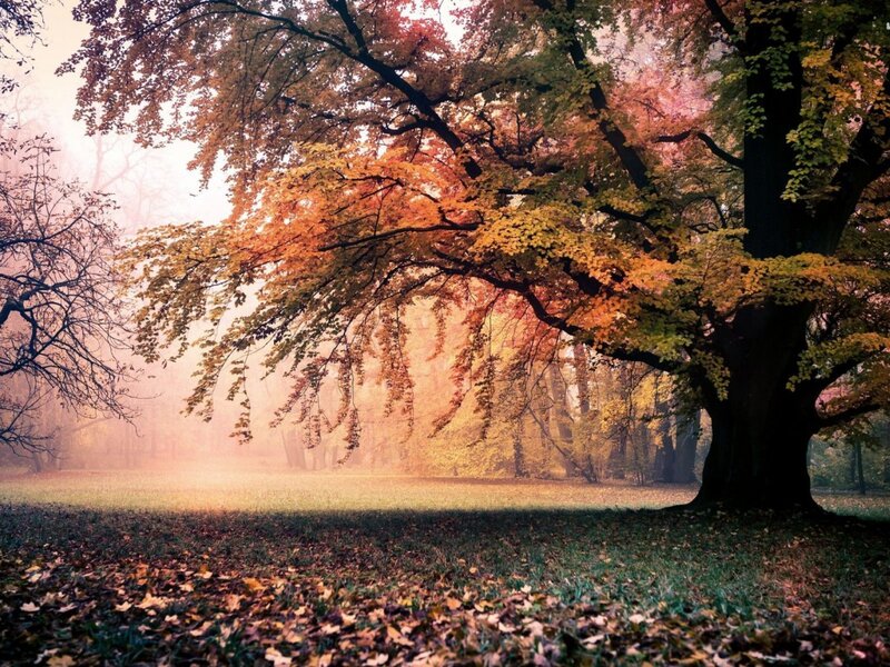 Autumn Tree in Fog — Orange, Serene, Photograph, Leaves, Forest