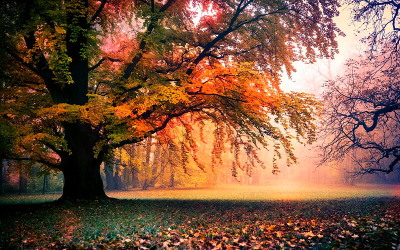 Autumn Tree in Fog — Orange, Serene, Photograph, Leaves, Sunlight