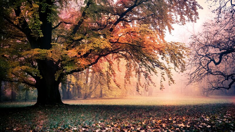 Autumn Tree in Fog — Orange, Serene, Photograph, Leaves