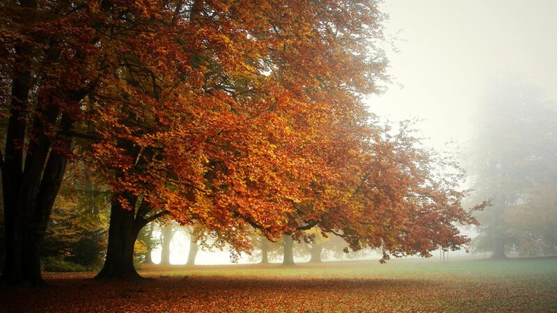 Autumn Tree in Fog — Orange, Serene