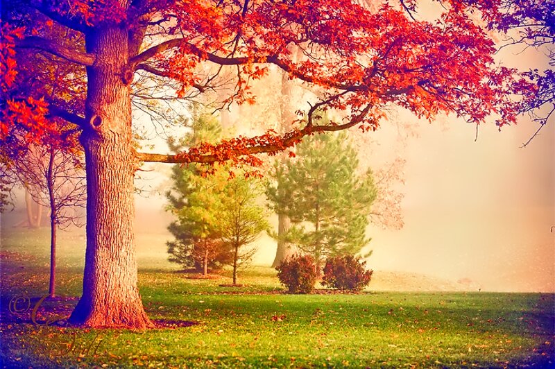 Autumn Tree in Fog — Red, Serene