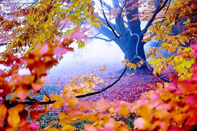 Autumn Tree in Fog — Yellow, Serene