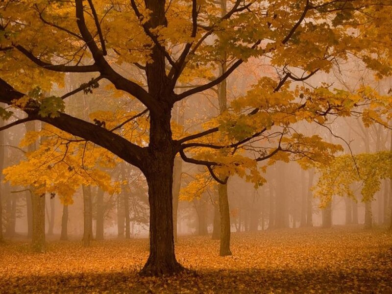 Autumn Tree in Fog — Yellow