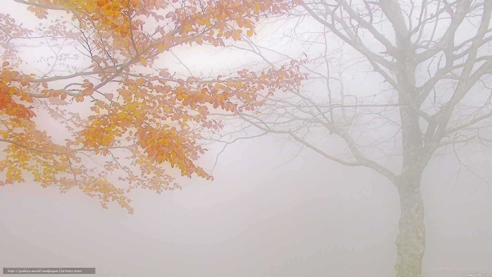 Autumn tree in fog
