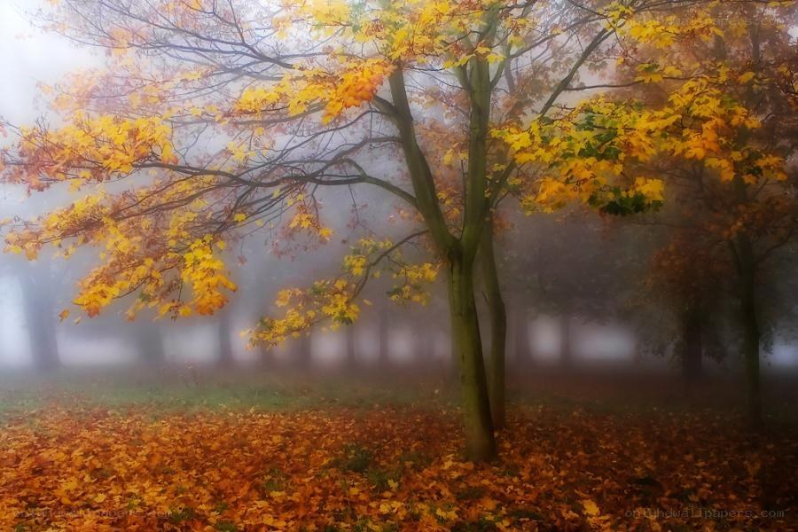 Autumn tree in foggy forest