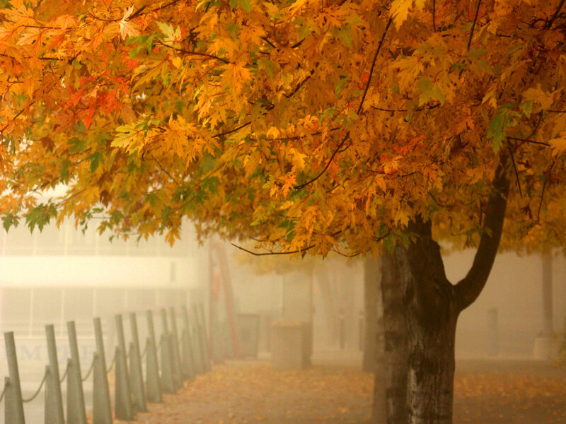 Autumn tree in foggy morning