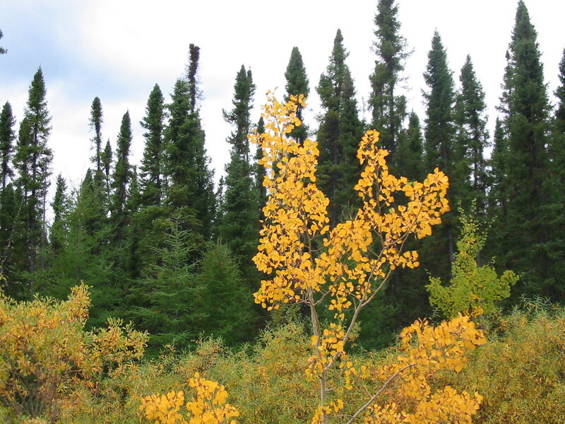 Autumn tree in forest