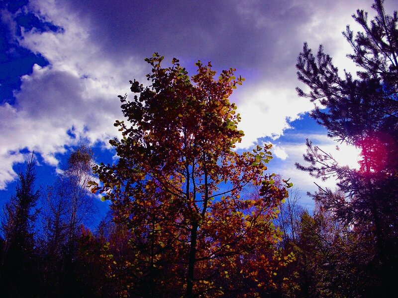 Autumn Tree in Forest — Blue