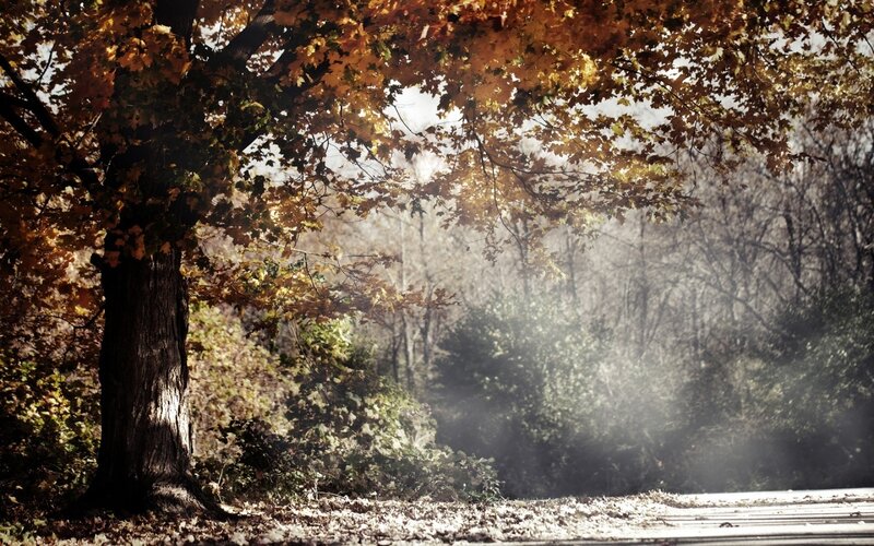 Autumn Tree in Forest — Brown, Serene