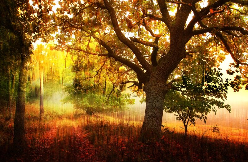 Autumn Tree in Forest — Gold