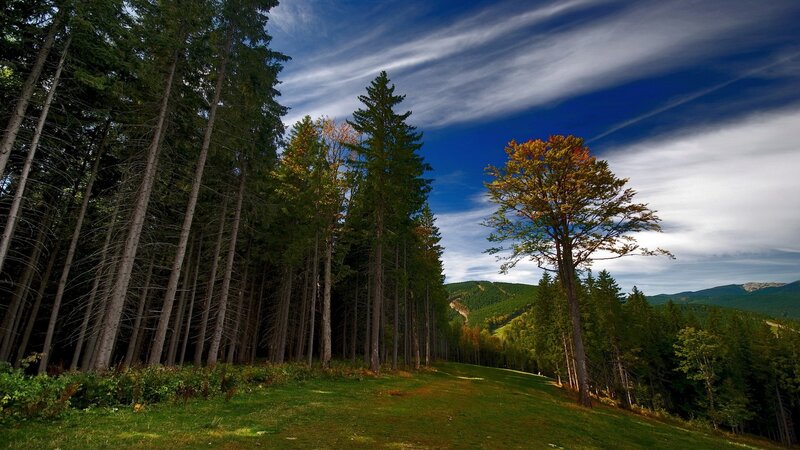 Autumn Tree in Forest — Green, Serene