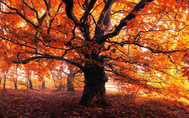 Autumn Tree in Forest — Orange, Serene, Photograph