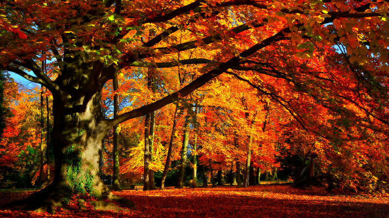 Autumn Tree in Forest — Orange, Serene, Photograph, Trees