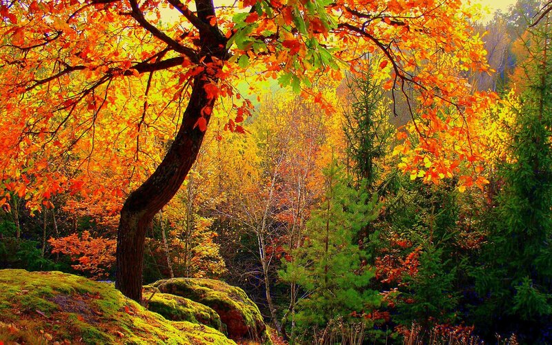 Autumn Tree in Forest — Orange, Serene