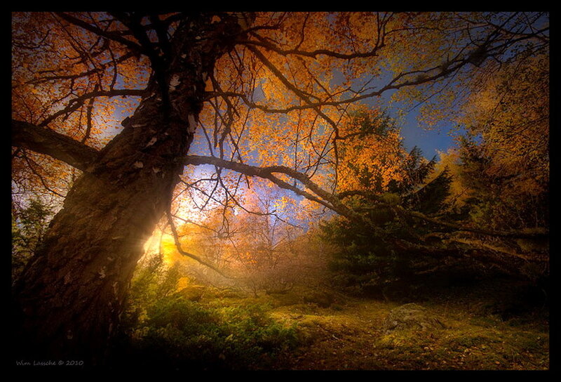 Autumn Tree in Forest — Orange