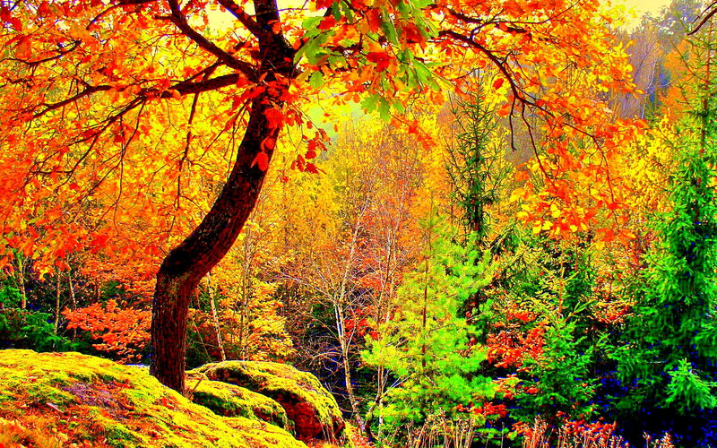 Autumn Tree in Forest — Orange, Vibrant