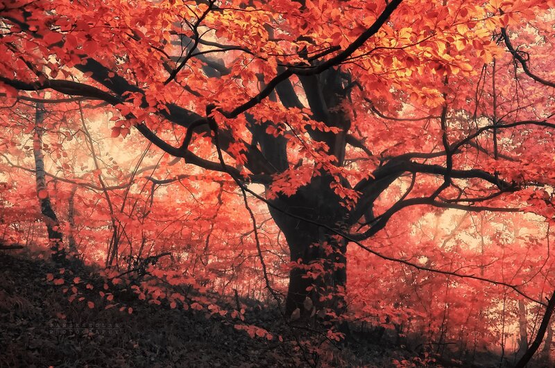 Autumn Tree in Forest — Red, Dramatic