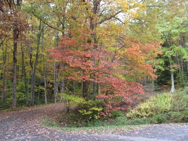 Autumn Tree in Forest — Red