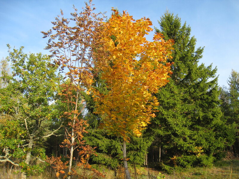 Autumn Tree in Forest — Yellow, Serene, Photograph