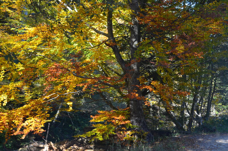 Autumn Tree in Forest — Yellow, Serene