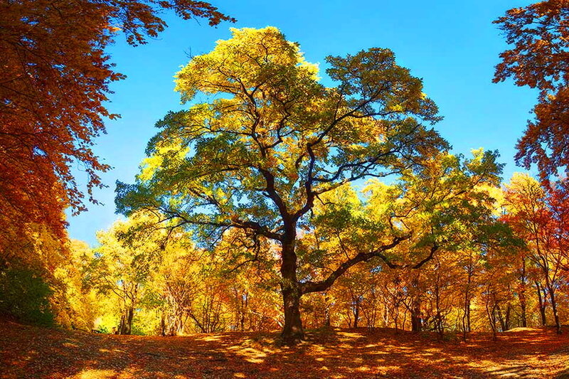 Autumn Tree in Forest — Yellow