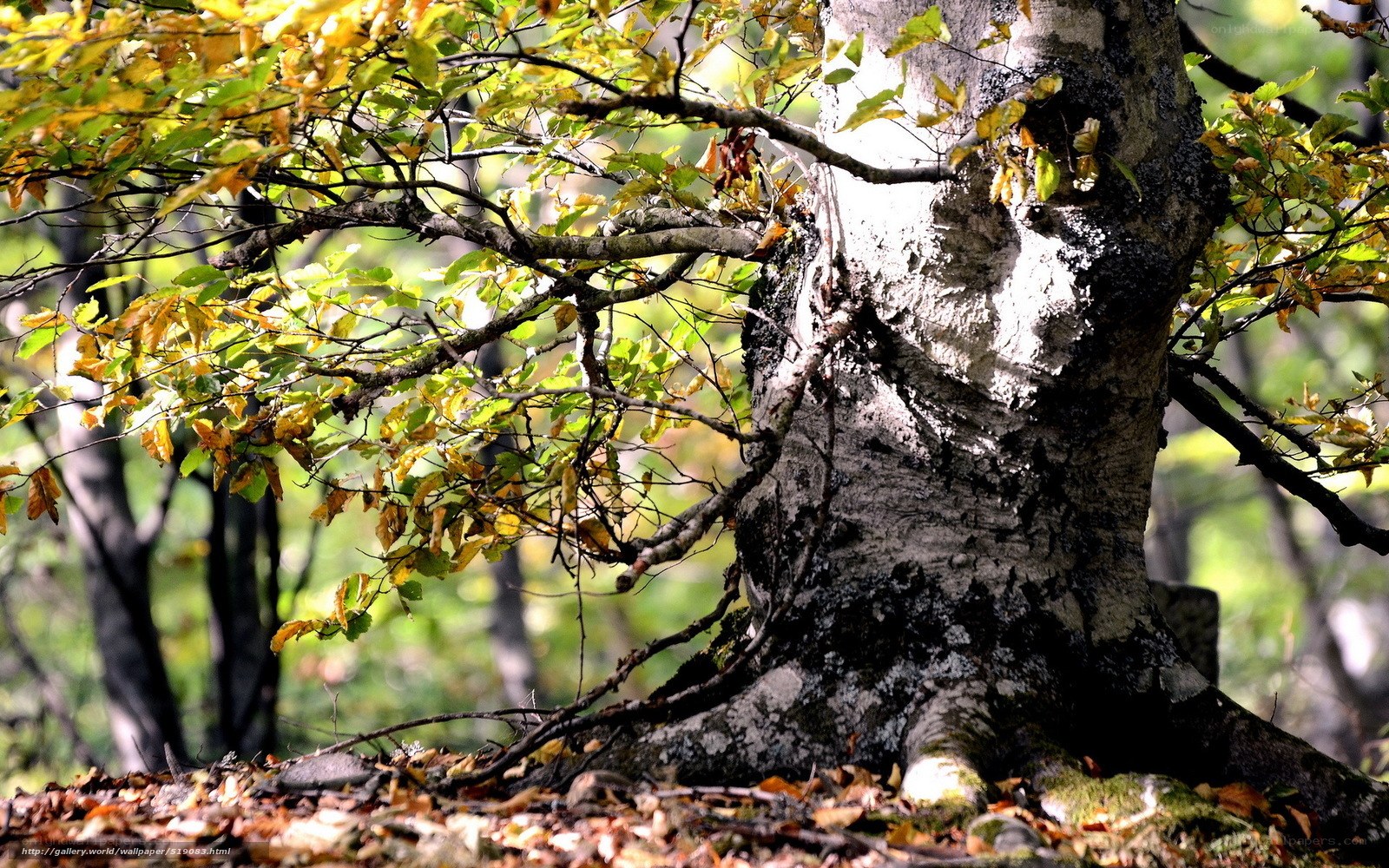 Autumn tree in forest