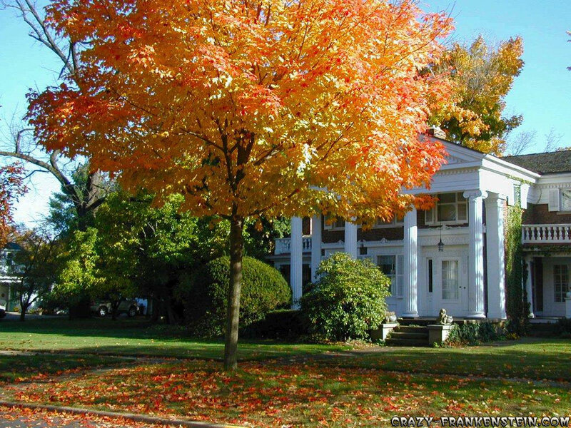 Autumn tree in front of a house
