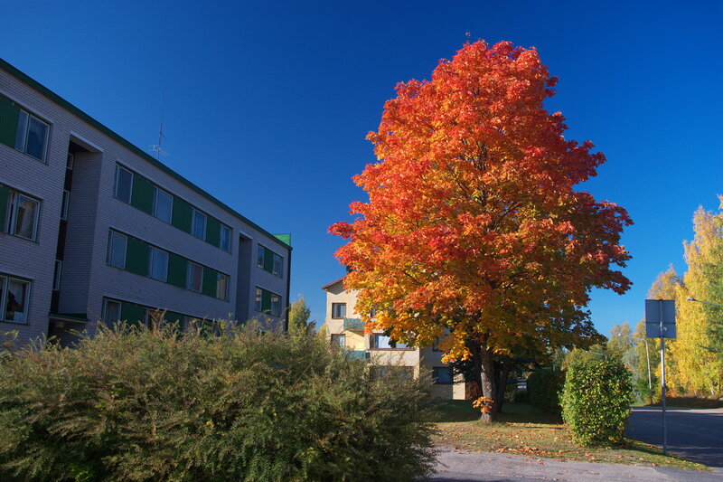 Autumn tree in front of apartment building