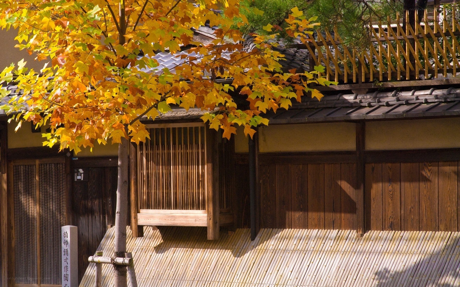 Autumn tree in front of traditional house