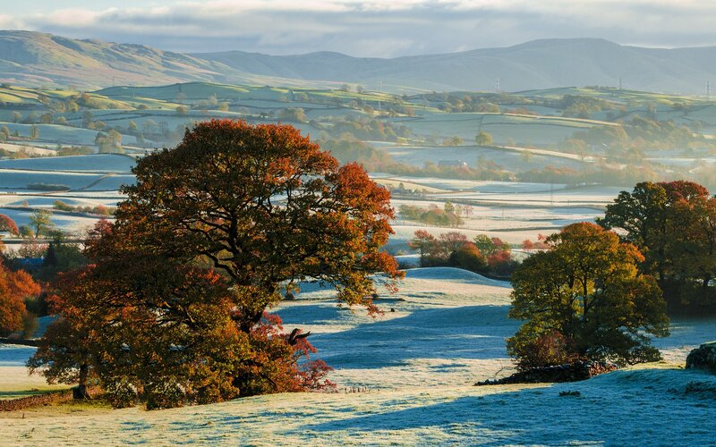 Autumn Tree in Frost