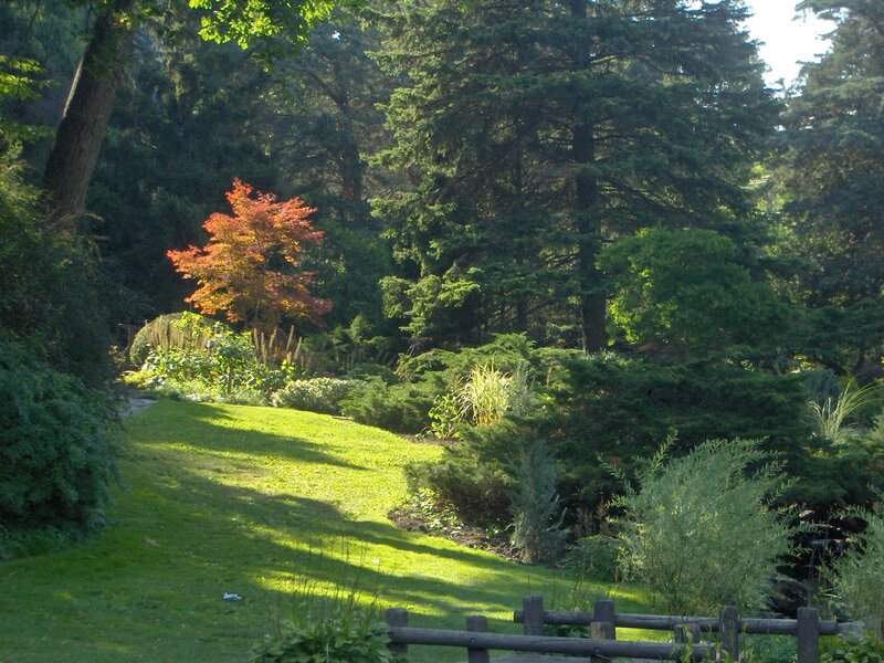 Autumn Tree in Garden — Green