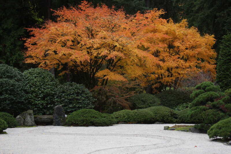 Autumn Tree in Garden — Orange, Serene