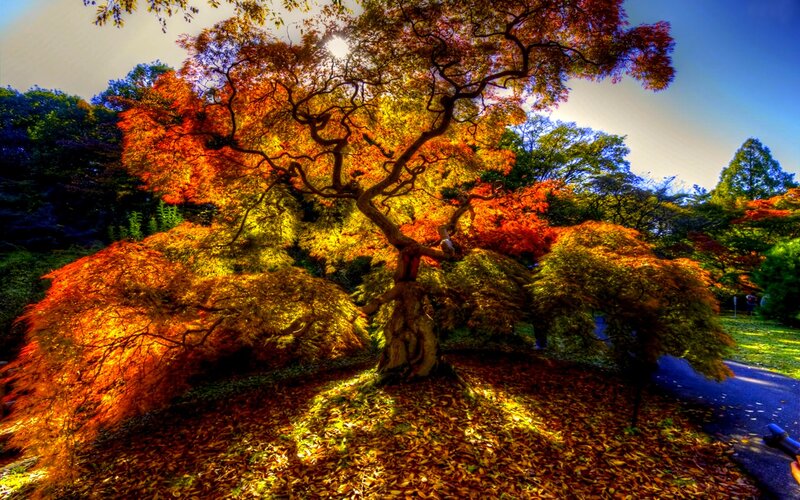 Autumn Tree in Garden — Orange