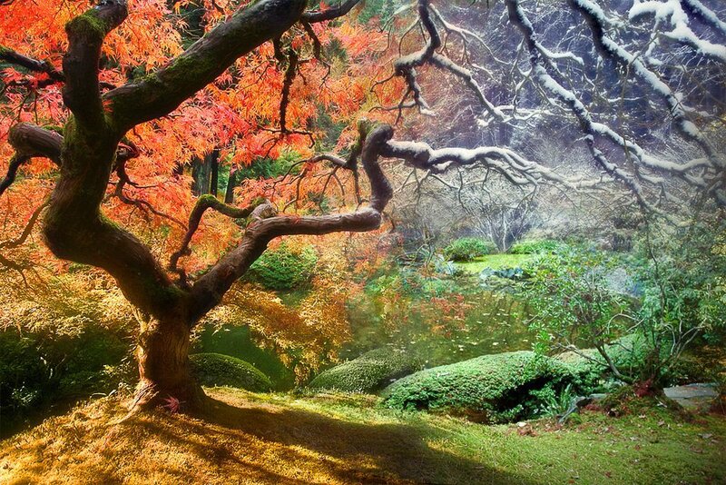 Autumn Tree in Garden
