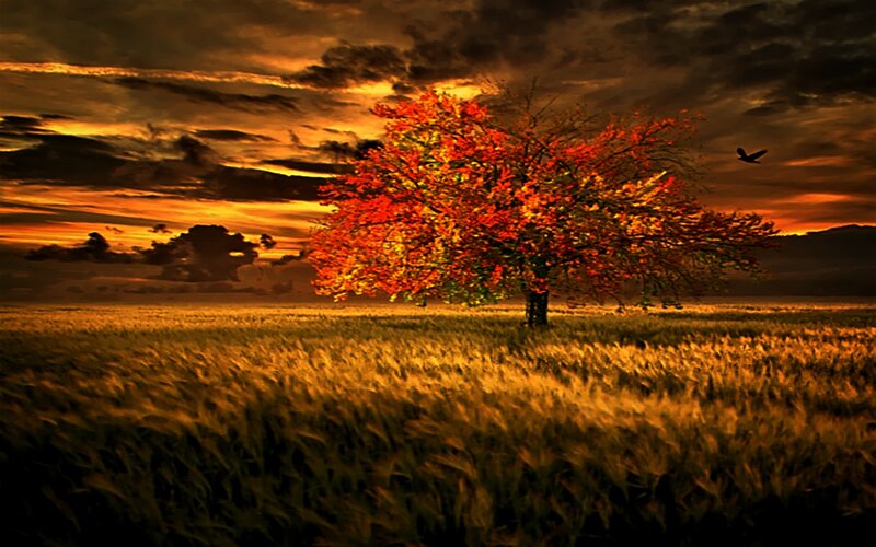 Autumn tree in golden field