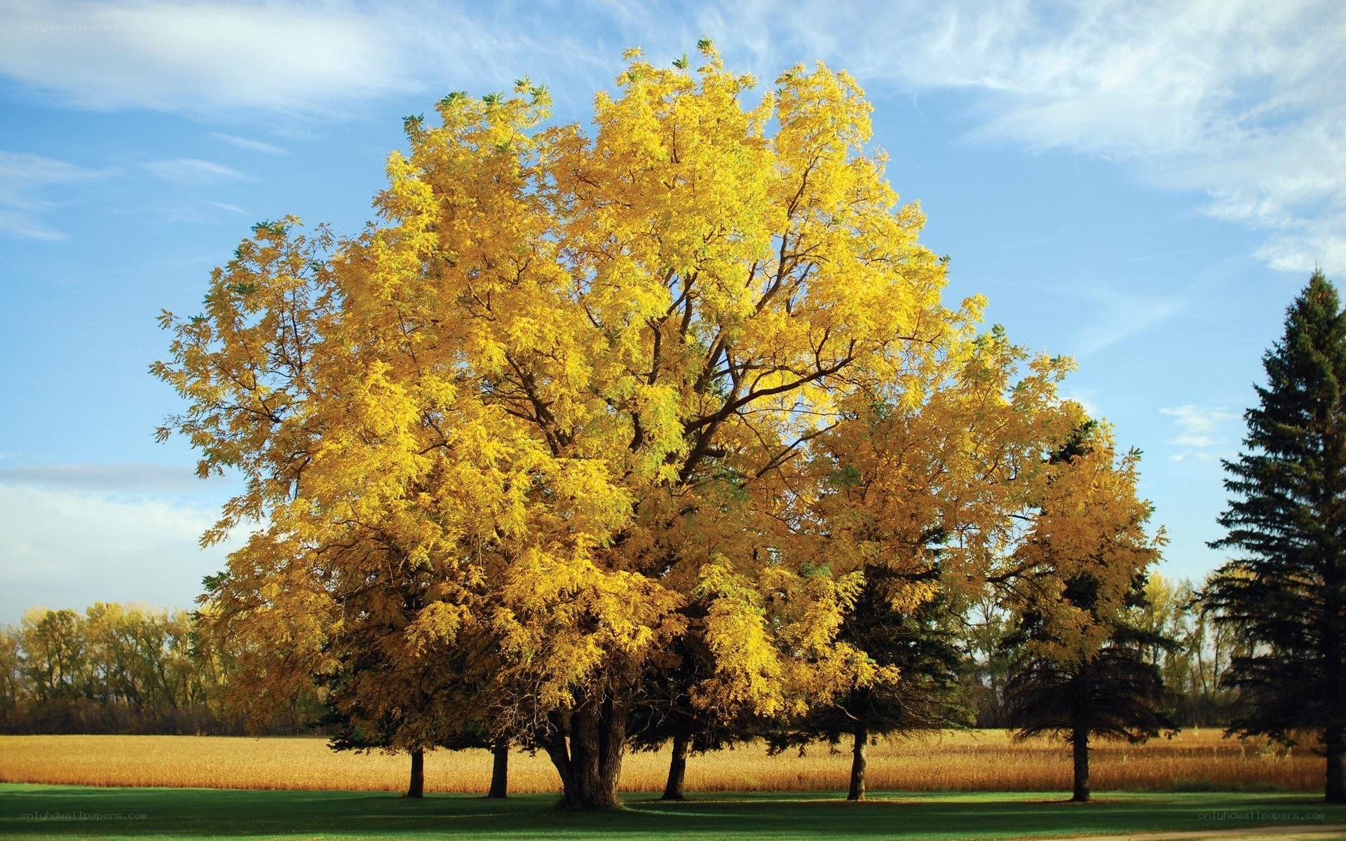 Autumn tree in golden field