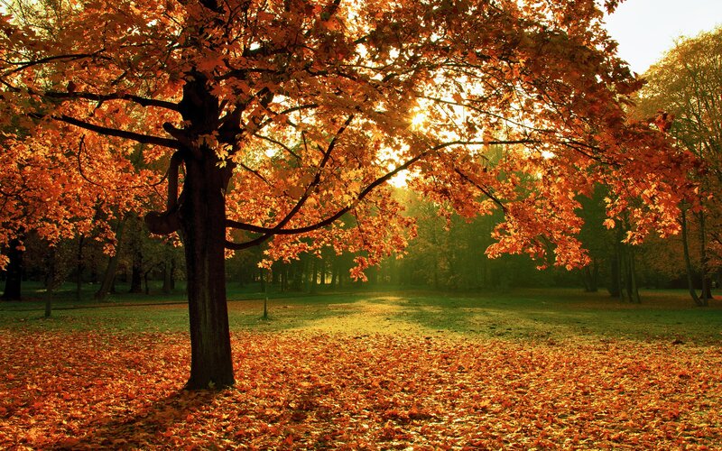 Autumn tree in golden light