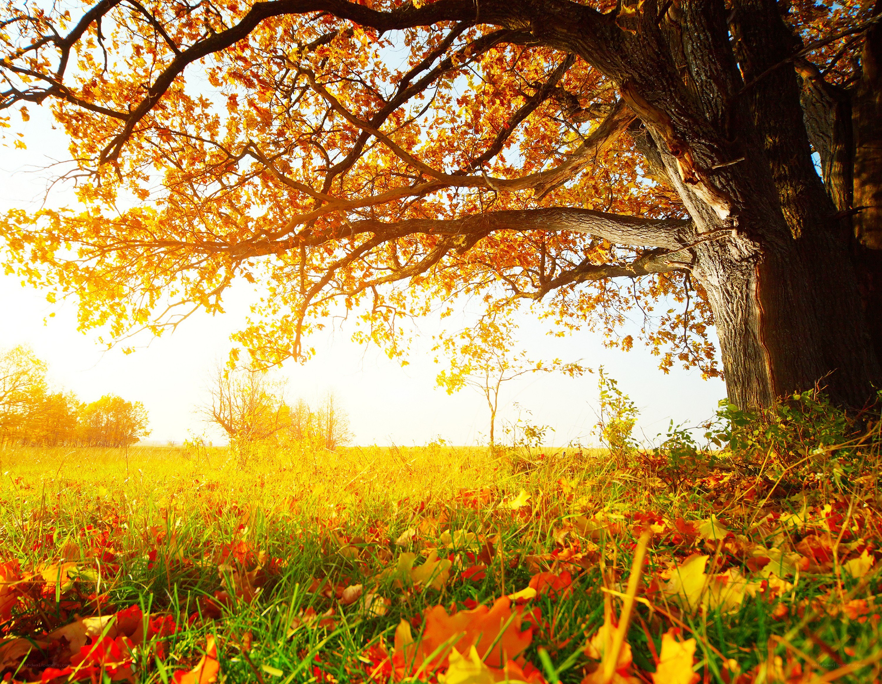 Autumn tree in golden light