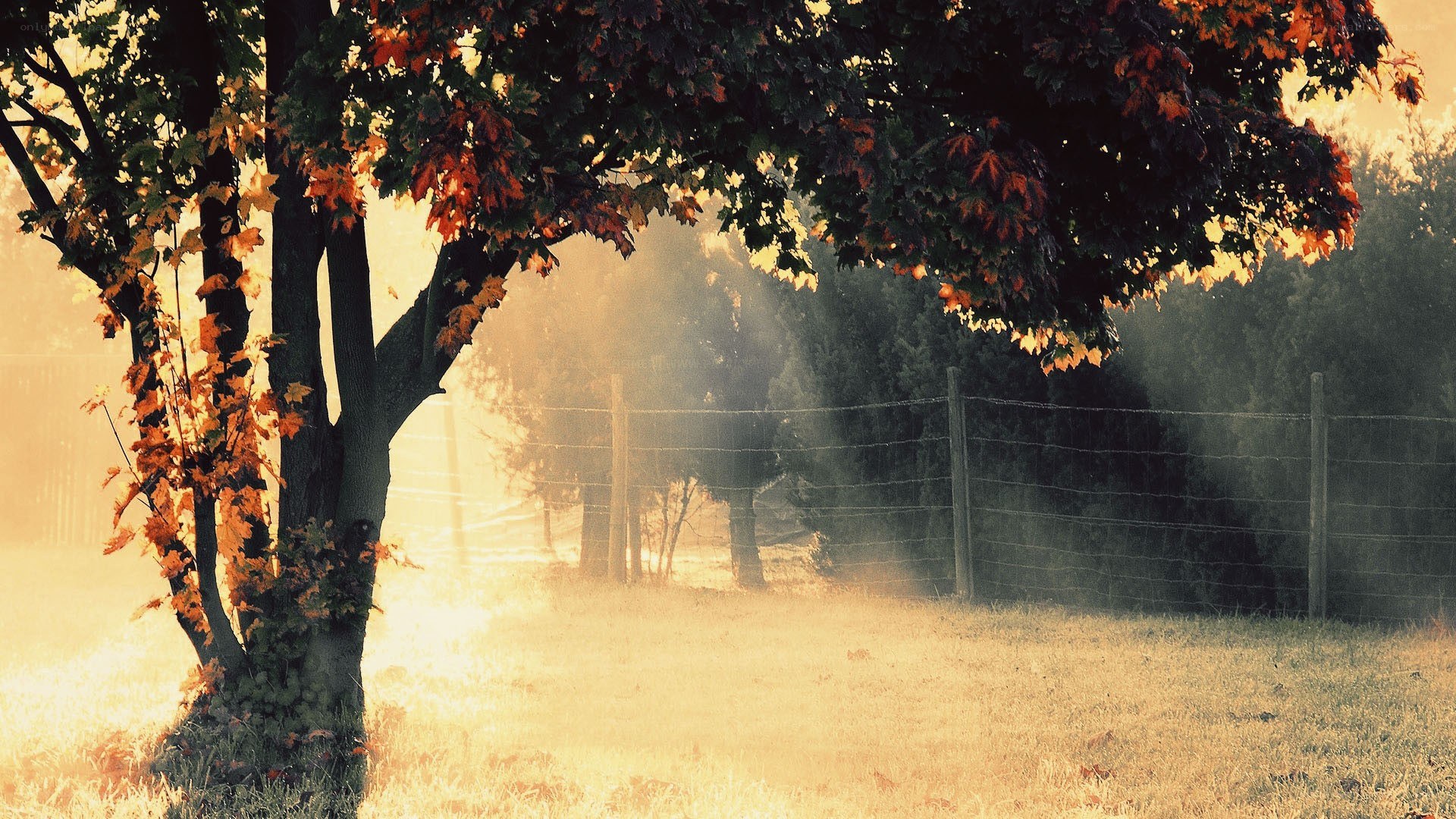 Autumn tree in golden light