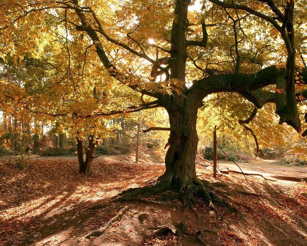 Autumn tree in golden light