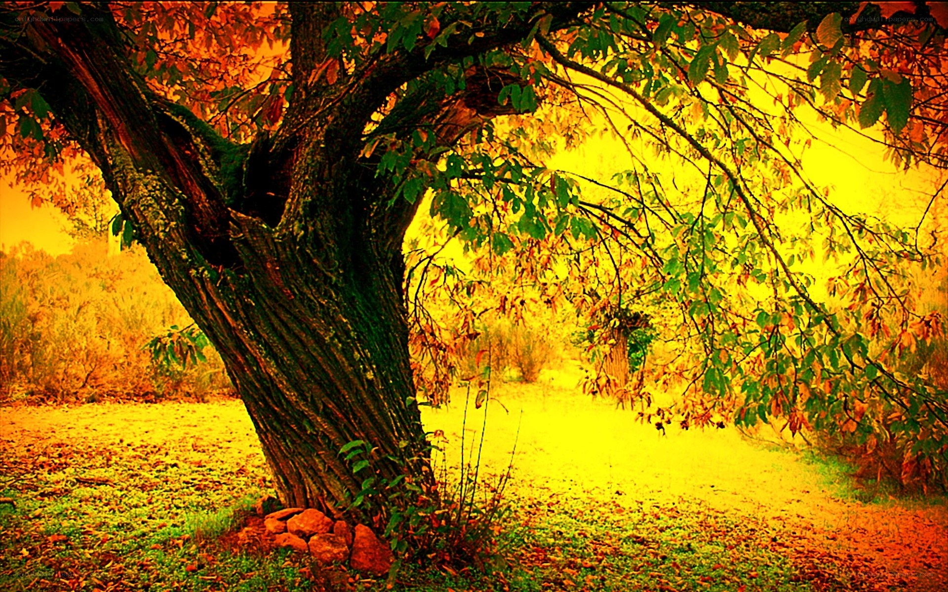 Autumn tree in golden light