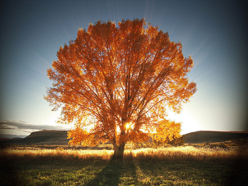 Autumn tree in golden light