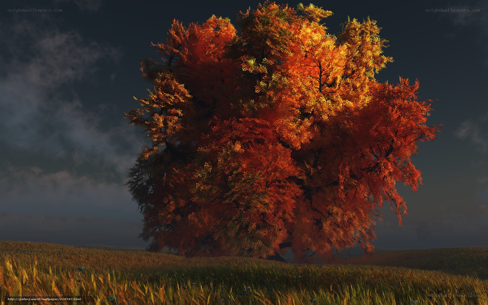 Autumn tree in golden light