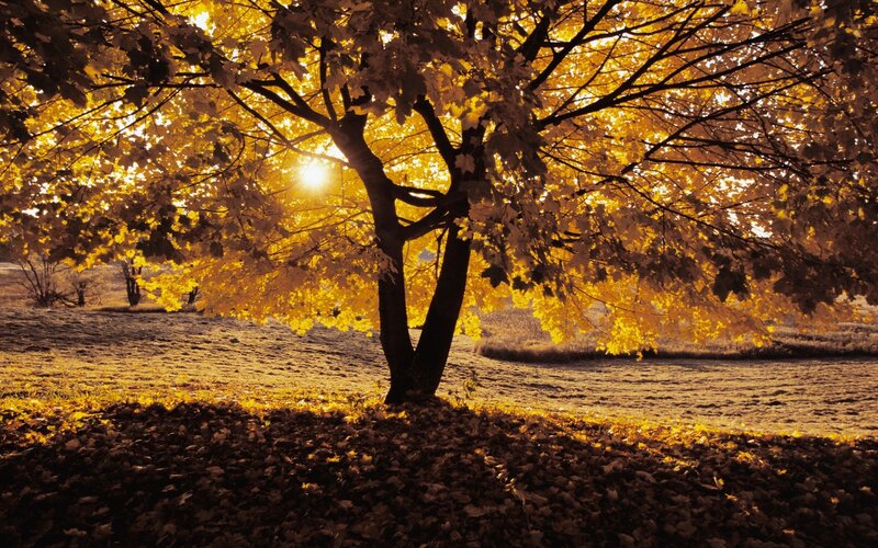 Autumn tree in golden light