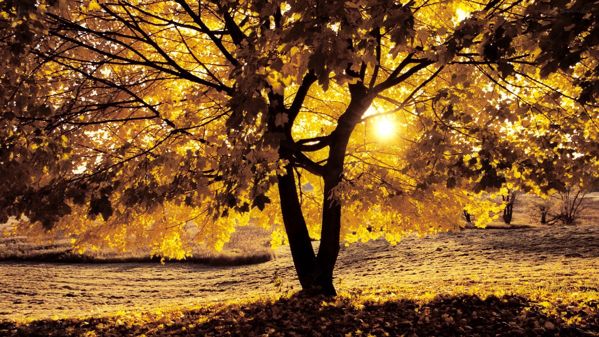 Autumn tree in golden light