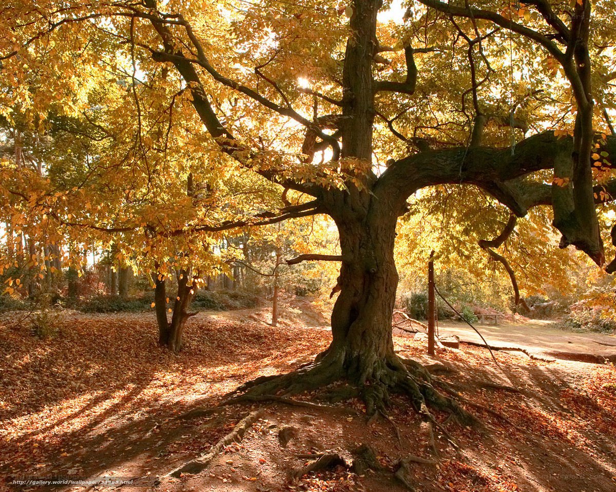 Autumn tree in golden light