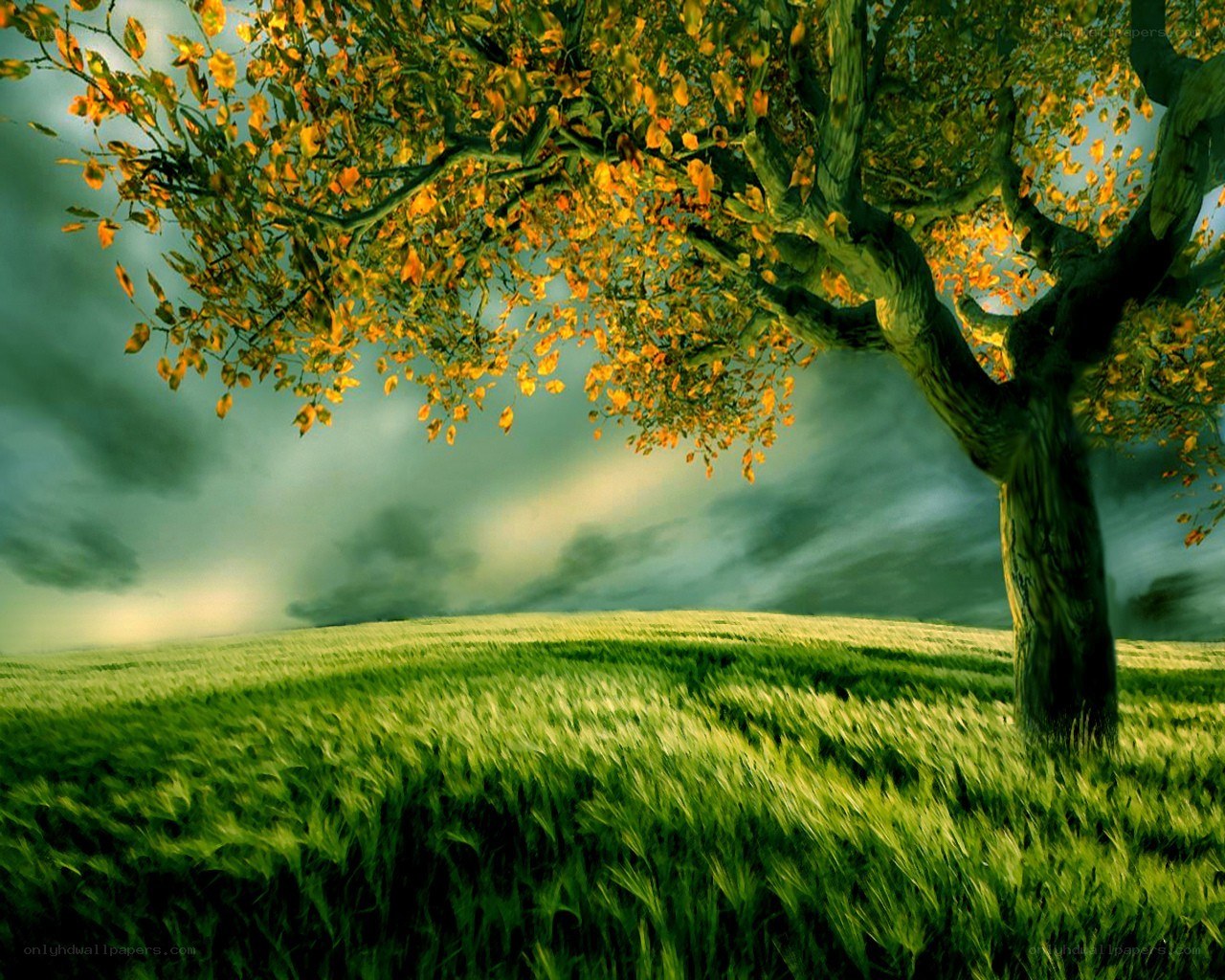 Autumn tree in green field